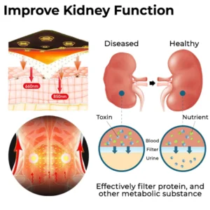 Fivfivgo™ Acupressure Kidney Care Belt