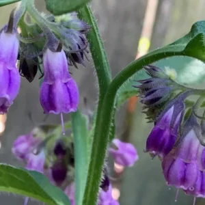 Comfrey Salve - Organically Grown Comfrey