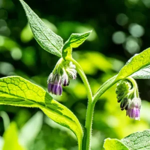 Comfrey Salve - Organically Grown Comfrey